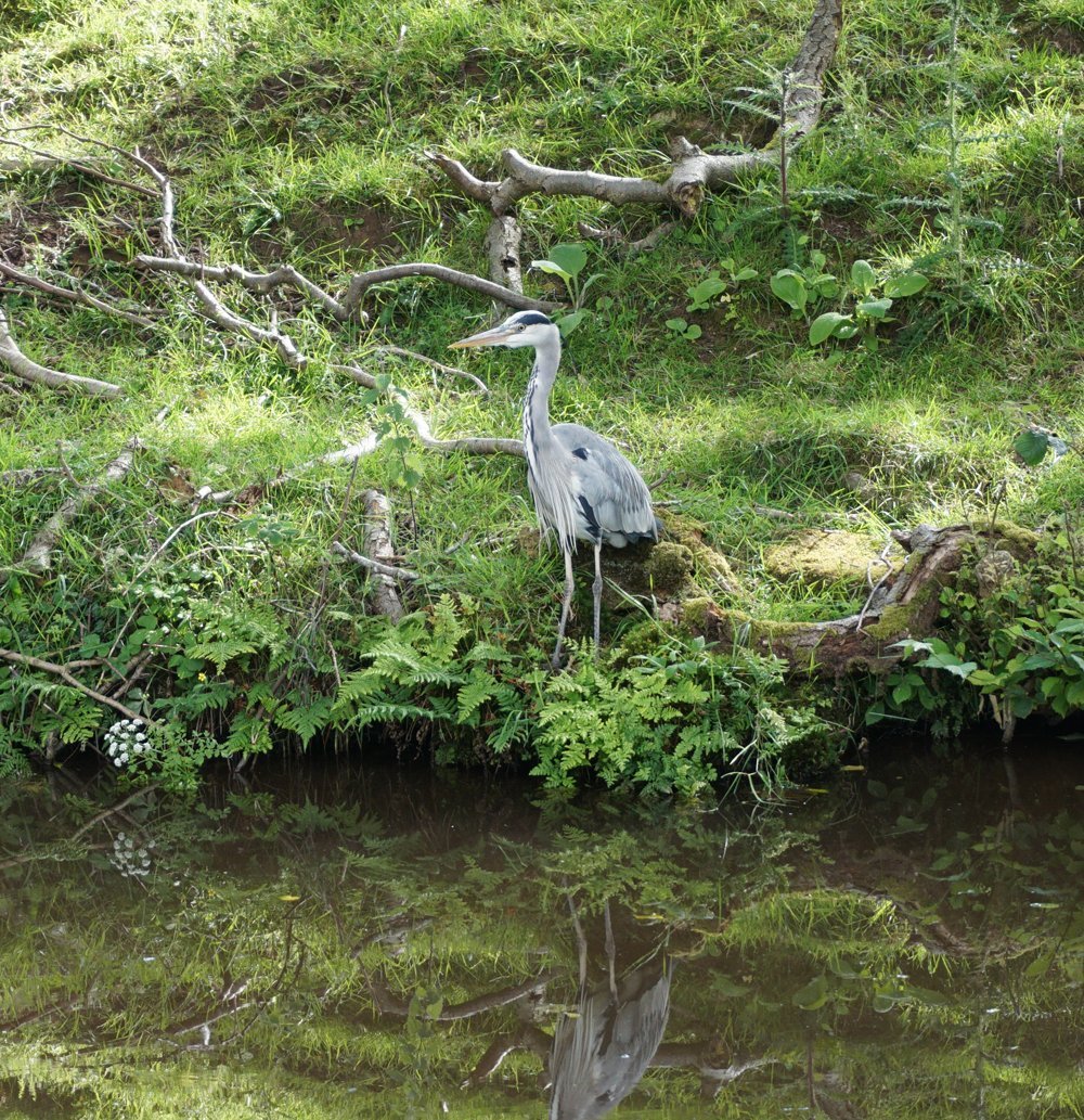 Heron on the bank of the Monmouthsire and Brecon Canal