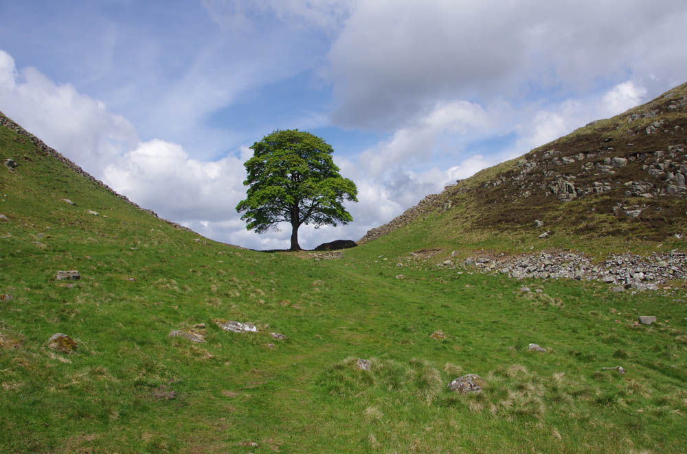 Sycamore Gap - otherwise known as Robin Hood's Tree